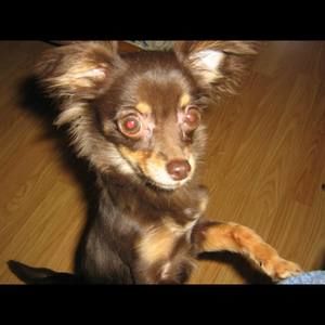 Meet your Posher, Holly